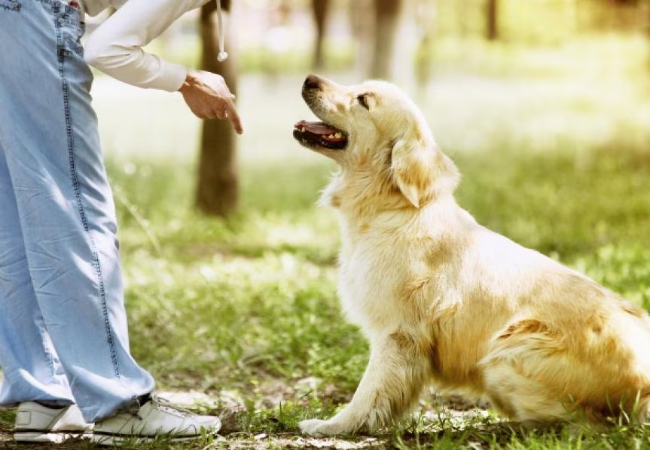 Vet Approved Guide: 3 Essential Dog Commands for Visiting Family in 2025 🏡🐶