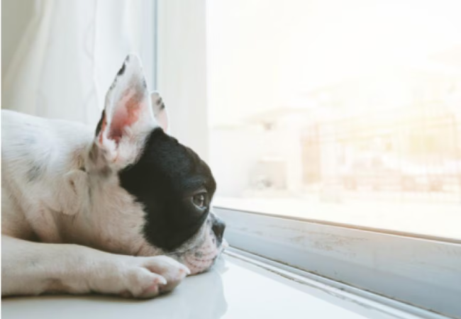 Vet Approved Guide: 5 Effective Ways to Relieve Your Dog’s Boredom 2025 🐶🐾