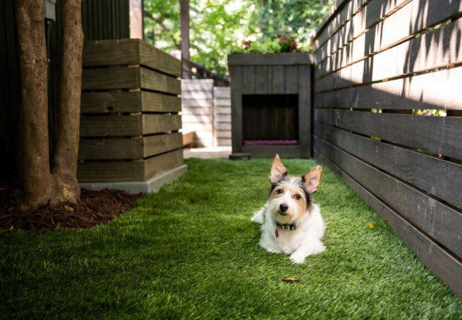 Vet Approved Guide 5 Fun Backyard Activities to Enrich Your Dog’s Life 2025 🐶🌳