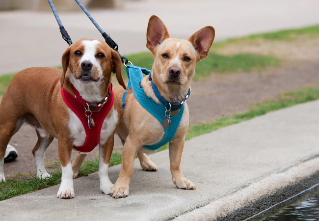 Vet Approved Guide: 5 Hidden Dangers of Dog Collars 2025 🐶💉