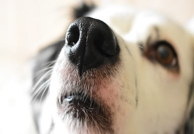 Vet Approved Guide: 8 Fascinating Dog Nose Facts You Probably Didn’t Know 2025 🐶🐾