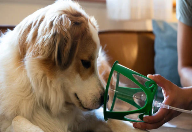 Vet Approved Guide: Acute Respiratory Distress Syndrome (ARDS) in Dogs – Recognize & Treat in 2025 🚨🐶