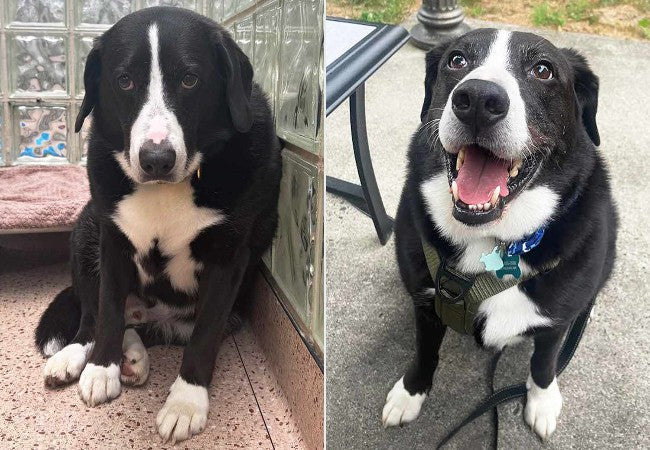 Vet Approved Guide: Adopting a Dog with a History of Abuse—What You Should Know (2025 Edition) 🐶❤️