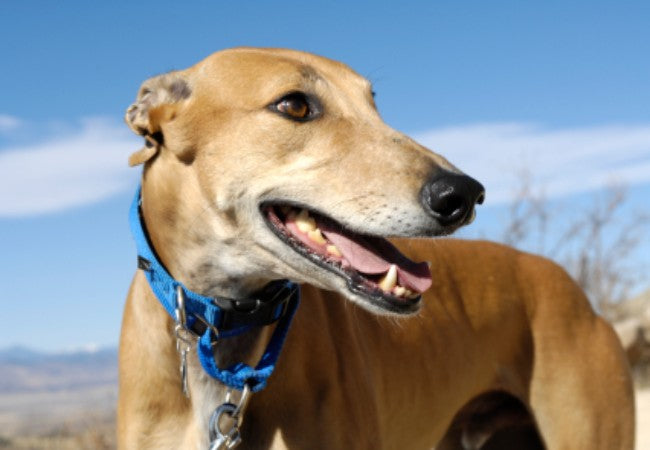 Vet Approved Guide: Adopting a Greyhound in 2025 🐶🏡
