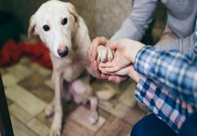 Vet Approved Guide: Adopting a Heartworm-Positive Dog in 2025 Comprehensive Care Tips for a Healthy Life🐶💉