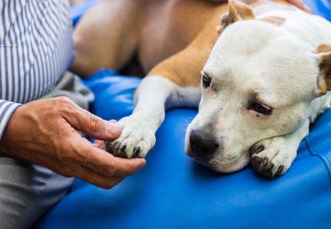 Vet Approved Guide: Adrenal Gland Tumors in Dogs – Signs, Diagnosis & 2025 Treatment Strategies 🐶🐾