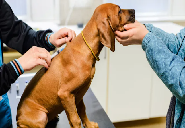 Vet Approved Guide: Amitriptyline for Dogs in 2025 Understanding Uses, Dosage, and Safety🐶💊