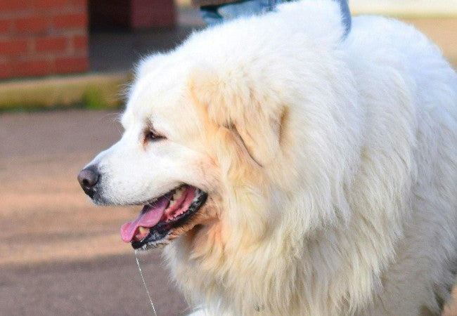 Vet Approved Guide: Amphetamine Poisoning in Dogs – Signs, First Aid & 2025 Treatment Tips 🐶🐾