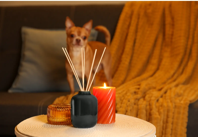 Vet Approved Guide: Are Air Fresheners Safe for Pets in 2025? 🏠🐶