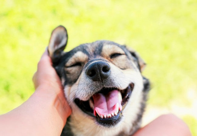 Vet Approved Guide: Are Dogs' Mouths Cleaner Than Humans'? Debunking the Myth in 2025 🧼🐶