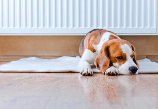 Vet Approved Guide: Are Nasal Sprays Safe for Dogs in 2025? 🩺🐶