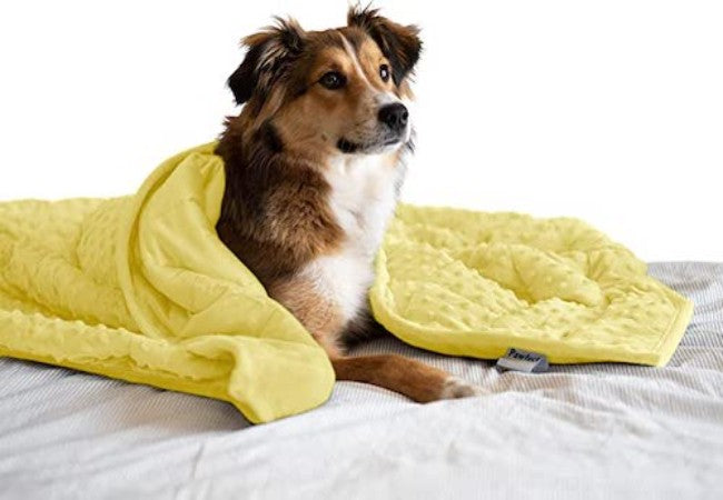 Vet Approved Guide: Are Weighted Anxiety Blankets Safe for Dogs? (2025 Edition) 🐶🛌