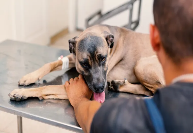 Vet Approved Guide: Arteriovenous Fistulas in Dogs – Causes, Signs & Treatment 2025 🐶🐾
