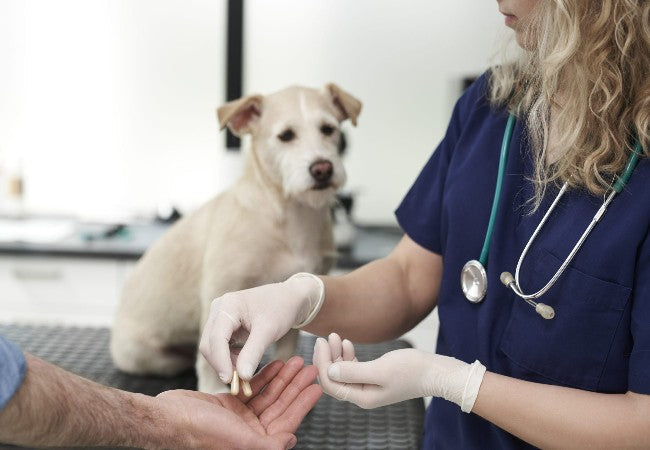 Vet Approved Guide: Best Practices for Administering Pet Medications in 2025 🕒💊