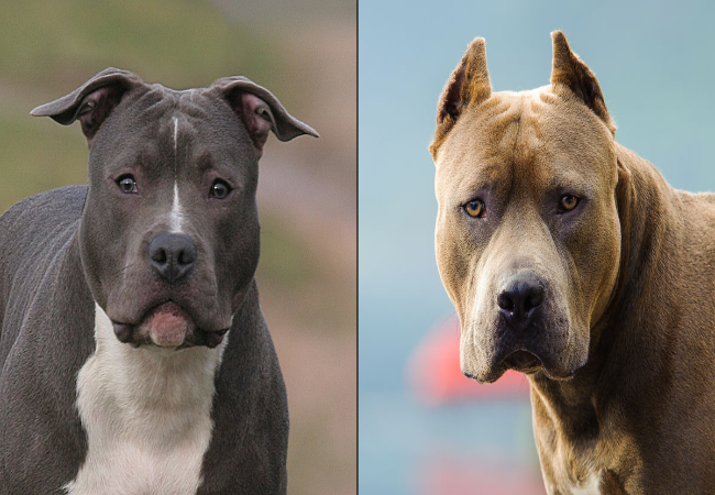 Vet Approved Guide: Understanding Breed-Specific Legislation and Its Impact on Pit Bulls (2025 Edition) 🐶⚖️