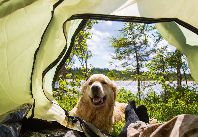 Vet Approved Guide: Camping with Your Dog in 2025 🐶🌲