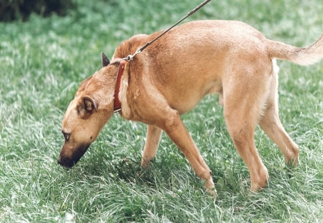 Vet Approved Guide: Can Dogs Smell Fear? Understanding Your Dog’s Super Senses (2025 Edition) 🐶👃