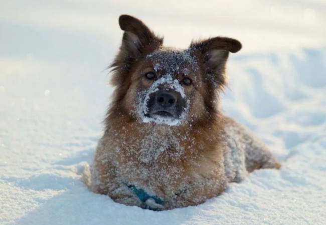 Vet Approved Guide: Cold Weather Travel Safety Tips for Pets in 2025 🐶❄️