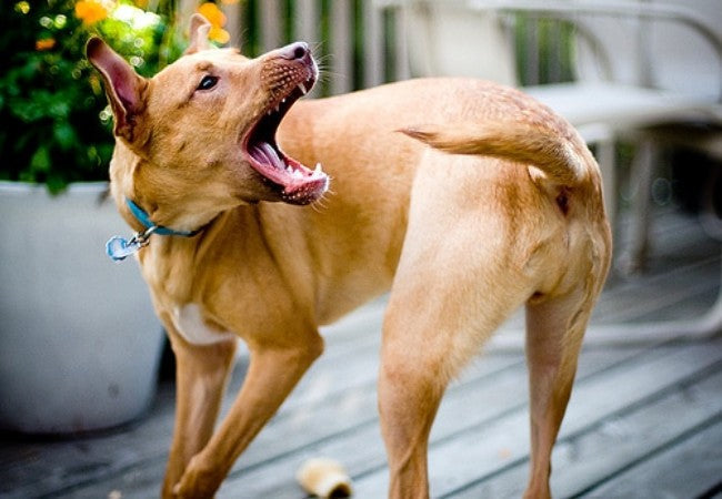 Vet‑Approved Guide: Compulsive Disorders in Dogs – Signs, Causes & 2025 Treatment Tips 🐶🐾