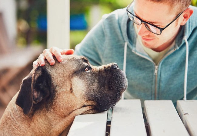 Vet Approved Guide: Coping with the Death of Your Pet in 2025 🕊️🐶
