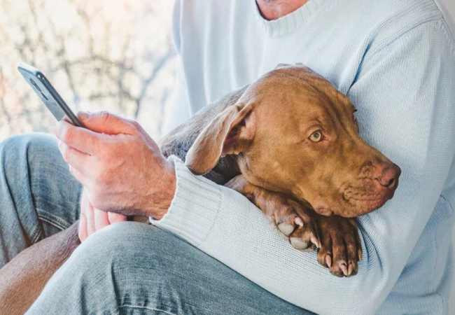 Vet Approved Guide: Coping with the Loss of Your Dog in 2025 🐾📱