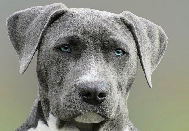 Vet-Approved Guide: Do Dogs Have a Sixth Sense for Human Emotions? 2025 🧠🐶