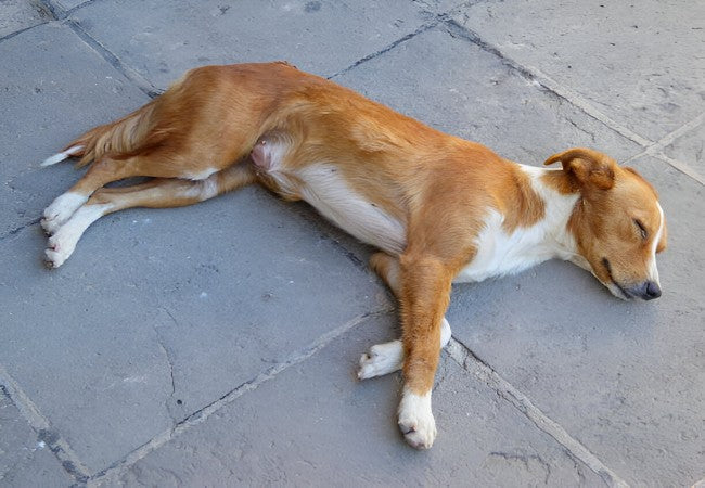Vet Approved Guide: Do Dogs Know When They Are Dying? Insights for 2025 🐶🌈