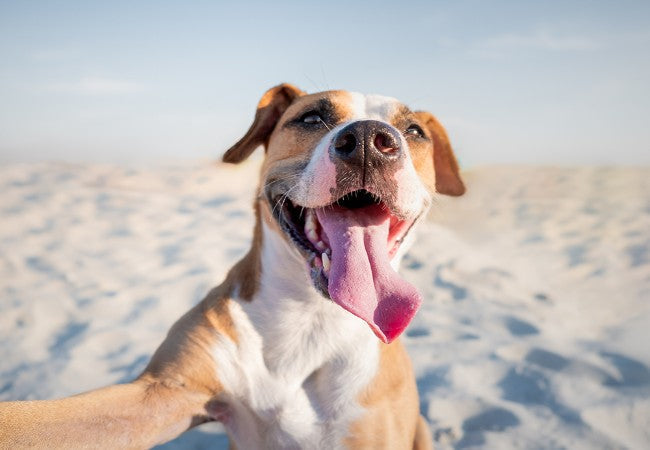 Do Dogs Smile? Vet Approved Guide to the Science Behind Canine Expressions (2025)🏊‍♂️🐶