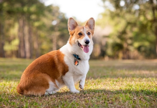Vet Approved Guide: Dog-Friendly National Parks and Nature Reserves in South Australia (2025 Edition) 🐶🌿
