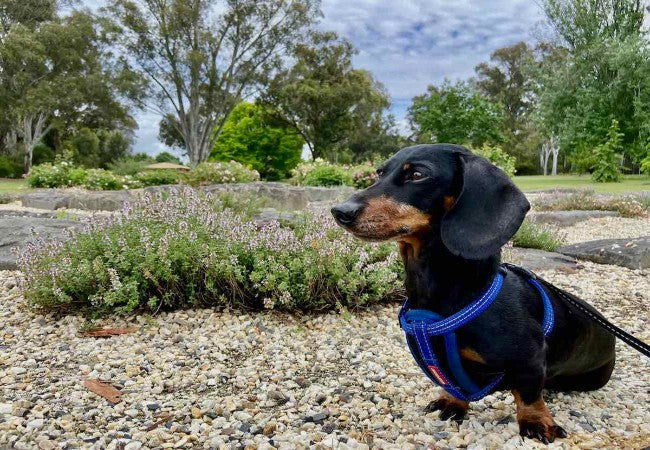 Vet Approved Dog Friendly Parks & Reserves Victoria 2025 Guide 🐶🌿