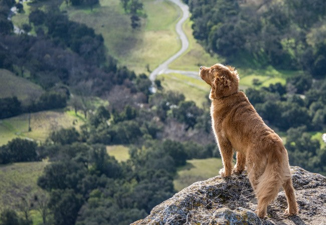 Vet Approved Dog Friendly Nature Reserves ACT 2025 Guide 🐶🌿