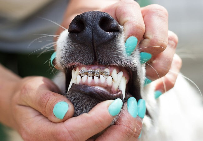 Vet Approved Guide: Dog Braces in 2025 – What Pet Owners Need to Know 🦷🐶