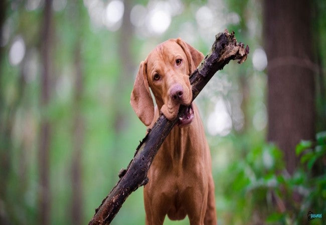 Vet Approved Guide: Dog Friendly Parks & Nature Reserves in Tasmania 2025 Edition 🐶🌿