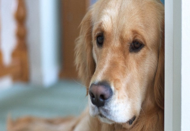 Vet Approved Guide: Easing Your Dog's Arthritis in Cooler Weather 2025🐶💉