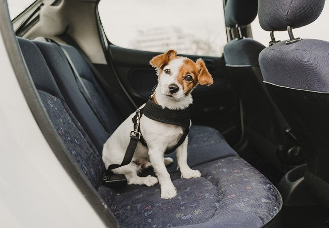 Vet Approved Guide: Ensuring Dog Car Safety with Seats and Seat Belts in 2025 🐶🛡️
