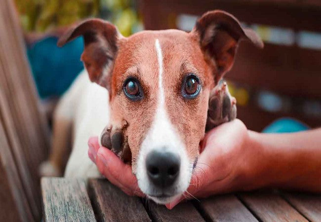 Vet Approved Guide: Estate Planning for Pets in 2025 🐶🐱