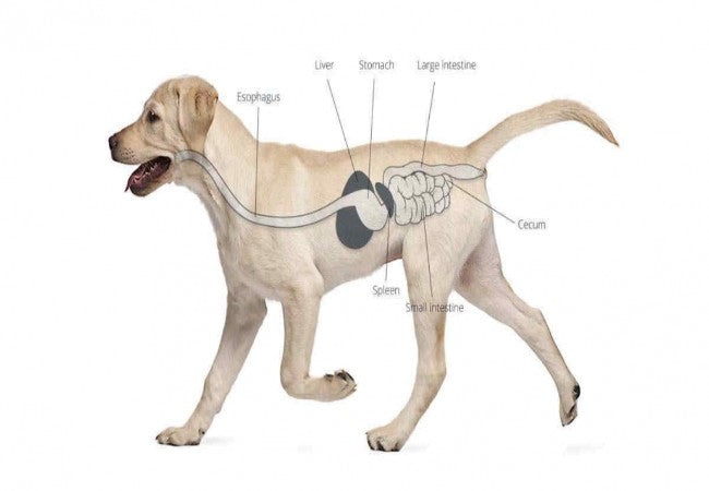 Vet Approved Guide: Gastroesophageal Reflux (GERD) in Dogs – Signs, Causes & 2025 Treatment Tips 🐶🐾
