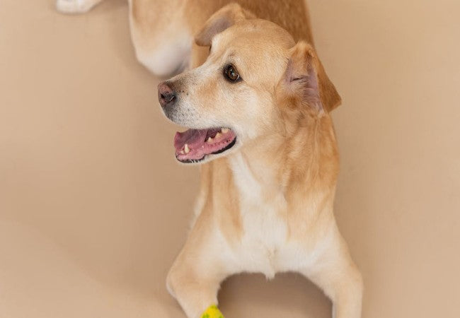 Vet Approved Guide: Glow Jewelry (Glow‑Stick) Poisoning in Dogs – Signs, First Aid & 2025 Treatment Tips 🐶🐾