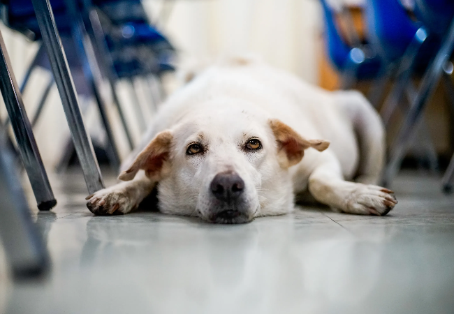 Vet Approved Guide: Helping Your Dog Adjust to Back-to-School Changes in 2025 🐶🏫