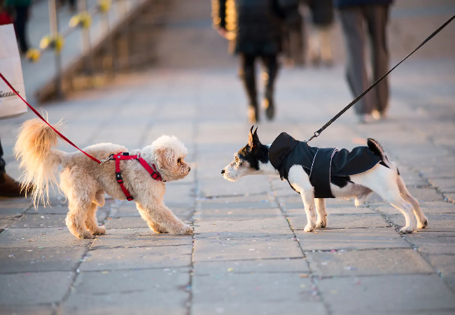 Vet Approved Guide: Helping Your Dog Socialize with Other Dogs in 2025 🐶🐾