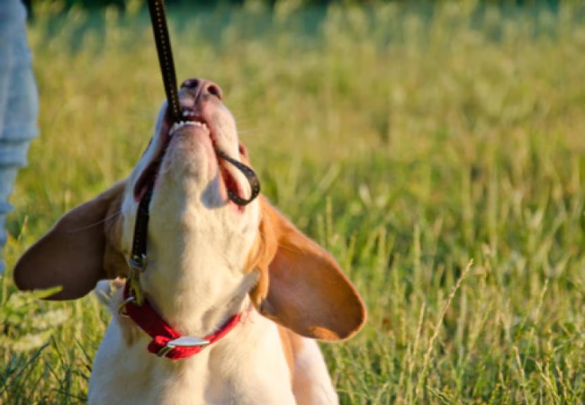 Vet Approved Guide: How Pet Parents Can Cope with Behavioral Problems in Pets 2025 🐶🐱