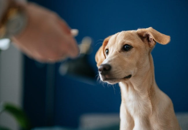 Vet Approved Guide: How Do Talking Dog Buttons Work in 2025?Understanding Canine Communication🐶🔘