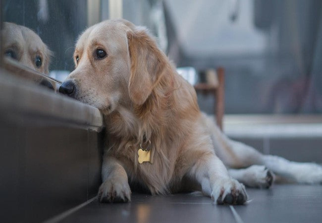 Vet Approved Guide: How Your Behavior Affects Your Dog's Anxiety in 2025 🧘‍♂️🐶