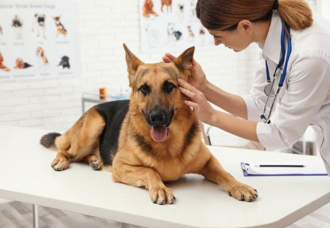 Vet Approved Guide: How to Become a Veterinarian in 2025 🩺🐶
