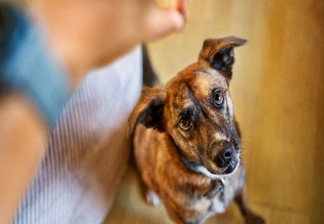 Vet Approved Guide: How to Calm a High-Energy Dog—Effective Strategies for 2025 🐶🐾