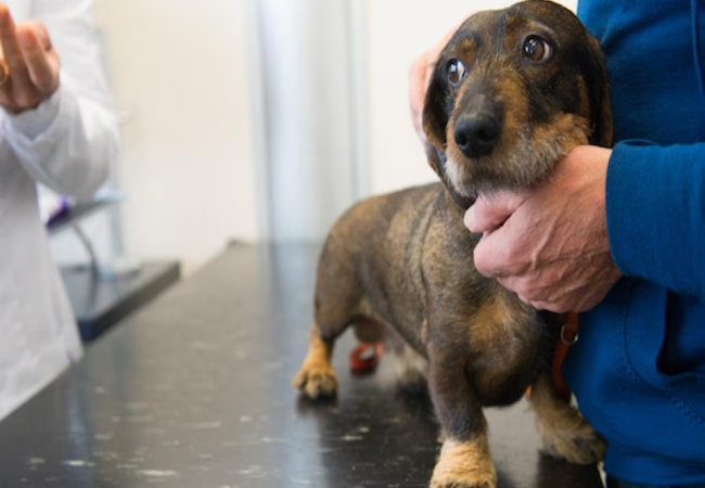 Vet Approved Guide: How to Desensitize Your Pet to Vet Visits 2025 🐶🐱