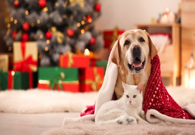 Vet Approved Guide: How to Keep Pets Safe During Holiday Gatherings in 2025 🐶🎄