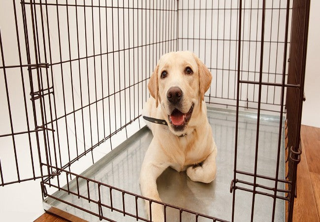 Vet Approved Guide: How to Make Your Dog's Crate Feel Like Home in 2025 🐶🏡