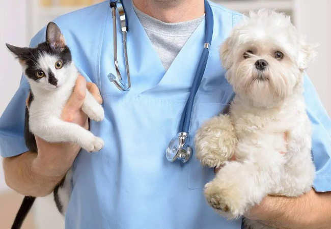 Vet Approved Guide: How to Properly Pick Up a Puppy or Kitten in 2025 🐶🐱
