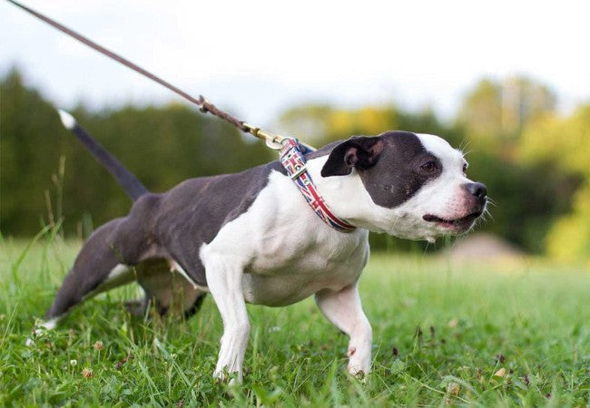 Vet-Approved Guide: How to Stop Your Dog from Pulling on the Leash—Effective Strategies for 2025 🐶🐾